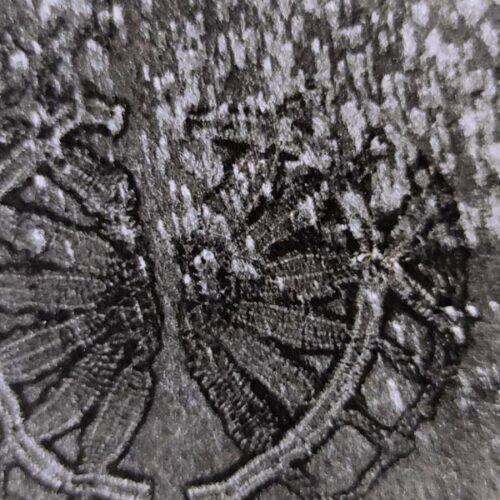 Pluie – Image 2
